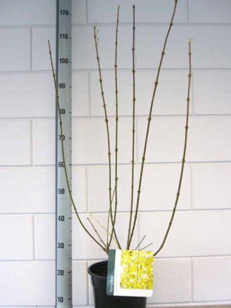 Forsythie 'Spectabilis' (Forsythia intermedia 'Spectabilis') im Topf, mehrtriebig mit aufrechten, unbelaubten Zweigen und Etikett.