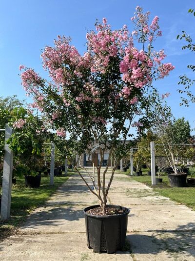 Flieder des Südens / Indische Lagerströmie / Kreppmyrte &#039;Rose The&#039; 250-300 cm Schirmform / Lagerstroemia indica &#039;Rose The&#039; (874289)