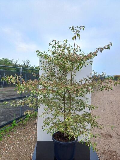 Wechselblättriger Hartriegel Cornus alternifolia 'Argentea' 175-200 cm C50, mehrstämmiger Strauch im Container mit grün-weiß panaschierten Blättern.