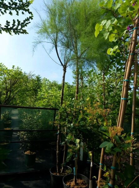 Französische Tamariske (Tamarix gallica) Hochstamm 12-14 StU im Container, schlanker Stamm mit lockerer, feiner Krone.
