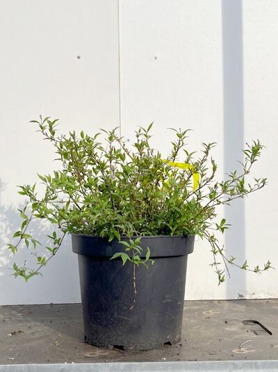 Maiblumenstrauch 'Nikko' / Zierliche Deutzie 'Nikko' / Maiblumenstrauch 'Nikko' / Zierliche Deutzie 'Nikko'