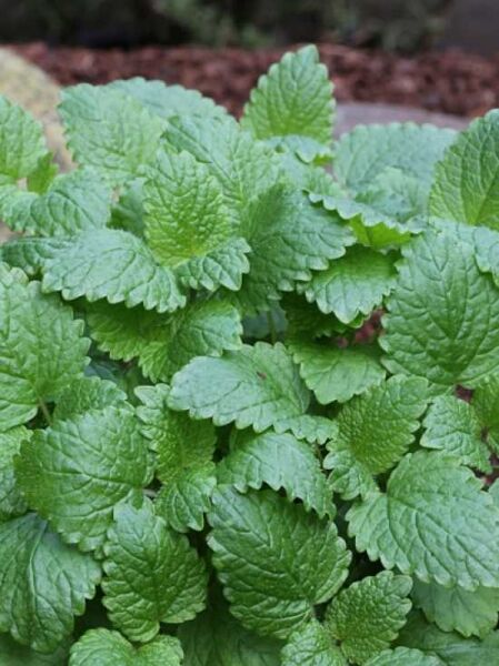 Melissa officinalis / Zitronen-Melisse, dichtes Blattwerk mit grünen, gekerbten, leicht genoppten Blättern