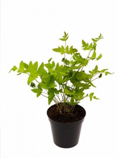 Osmunda regalis (Königsfarn) P11 im schwarzen Pflanztopf mit grünen, gefiederten Farnwedeln