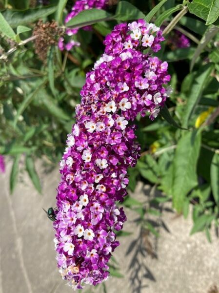 Sommerflieder &#039;’Berries and Cream‘® / Schmetterlingsflieder &#039;Berries and Cream&#039;® / Buddleja davidii &#039;’Berries and Cream‘®