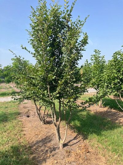 Mehrstämmige Hainbuche/Weißbuche (Carpinus betulus) 250-300 cm, mit Db., Laubbaum mit grünen Blättern und mehreren Stämmen.