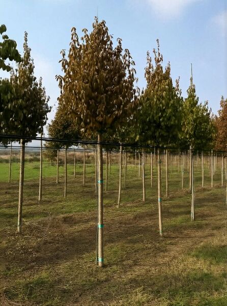 Cornus mas (Kornelkirsche) Hochstamm 12–14 StU mit Drahtballierung, Baumreihe in der Baumschule mit Laubkrone