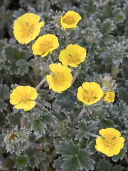 Arktisches Fingerkraut / Arktisches Fingerkraut