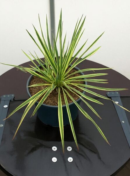 Yucca filamentosa 'Bright Edge' (Gelbgestreifte Palmlilie) im Topf, gelb-grün gestreifte, schmale, spitze Blätter, 30–40 cm, C10