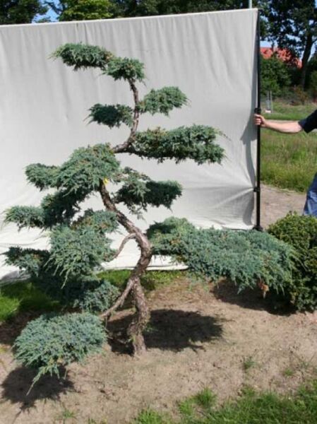 Juniperus squamata 'Blue Carpet' H: 200 cm B: 180 cm / Garten-Bonsai (306128)