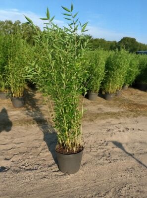 Drachenschuppenbambus 'Blue Lizard'  - Fargesia 'Blue Lizard'