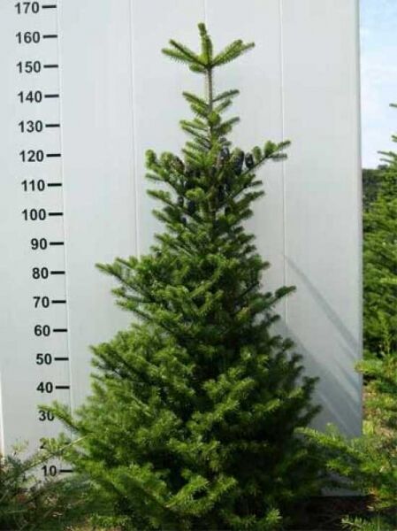 Abies koreana / Korea-Tanne
