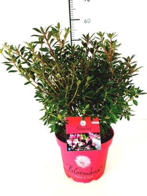 Kleinwchsige Rhododendren gnstig in Top-Baumschulqualitt kaufen