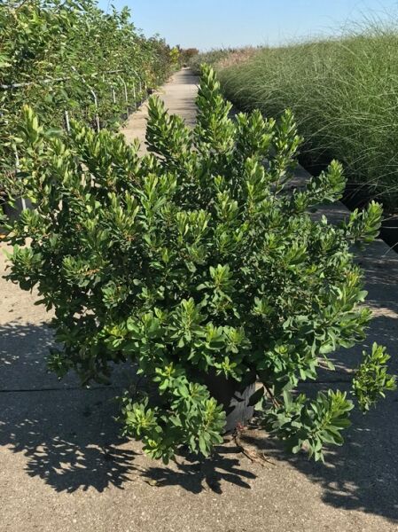Myrica gale (Gagelstrauch) C20, 60–80 cm, buschige Pflanze im Container mit dichtem, grünem Laub.