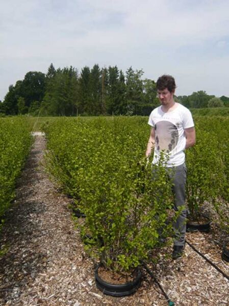 Garten-Eibisch 'Lavender Chiffon' / Garten-Eibisch 'Lavender Chiffon'