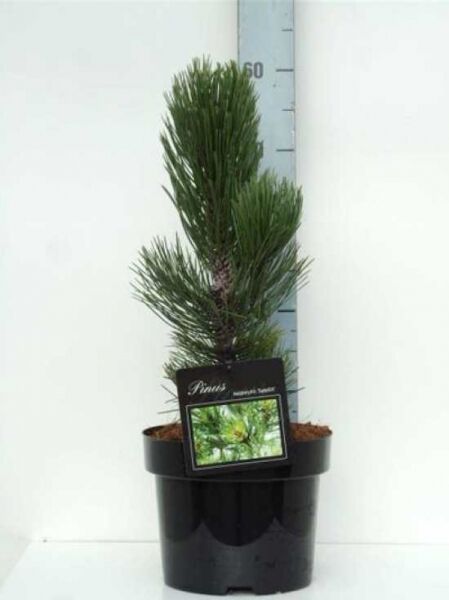 bosnische Kiefer 'Satellit' / Pinus heldreichii 'Satellit'