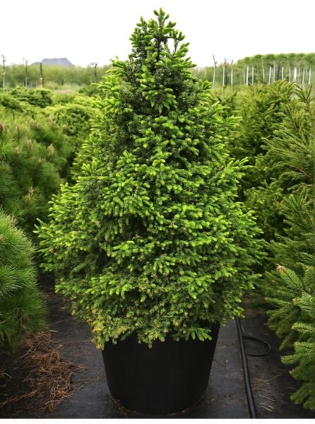 Picea omorika 'Nana' / Omorika-Zwergfichte, kompakter, kegelförmiger Nadelbaum im Container C50, 100–125 cm