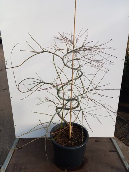 Acer palmatum 'Tamukeyama' / Fächer-Ahorn 'Tamukeyama' 100-125 cm C35, laubfreier Baum im Pflanzcontainer mit Stützstab