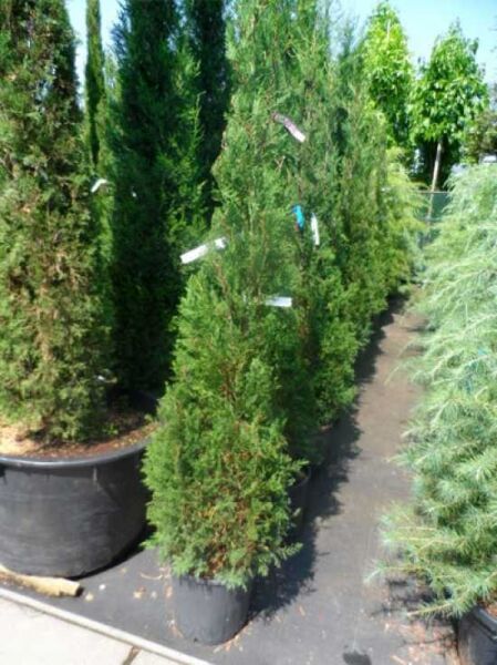 Leyland-Zypresse „Blue Jeans“ (Cupressocyparis leylandii 'Blue Jeans'), 150–175 cm, C25, immergrüner Nadelbaum im Topf