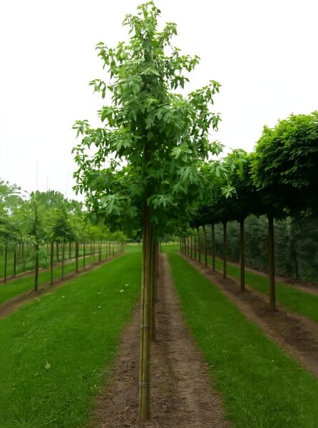 Liquidambar styraciflua 'Worplesdon' / Amberbaum 'Worplesdon' Hochstamm 14-16 StU mit Stamm und grüner Krone im Freiland
