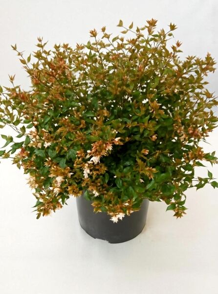 Abelia grandiflora, Großblumige Abelie, 60-80 cm C12, dichter Busch im schwarzen Topf, grüne Blätter und braun-weiße Blütenstände.