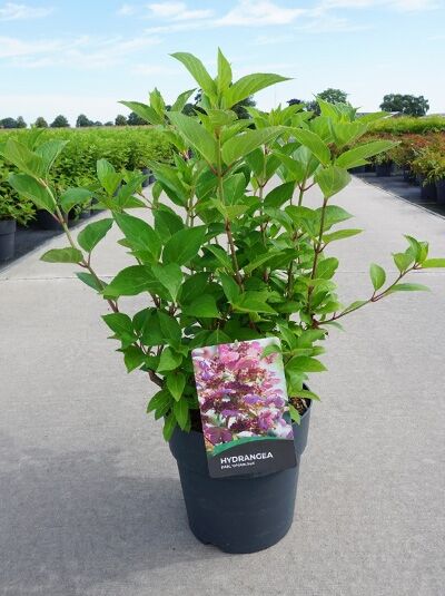 Zwerg-Rispen-Hortensie Hydrangea paniculata 'Dharuma' 40-60 cm im Topf C7.5 mit grünen Trieben und Blättern