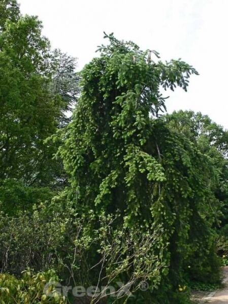 Hängende Veitchs-Tanne / Abies veitchii 'Pendula'