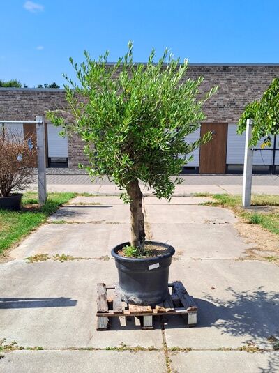 Olivenbaum / Echter Ölbaum 70 cm Stämmchen - Olea europaea (876224)