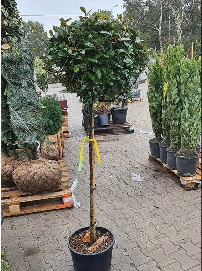 Wintergrüne Ölweide (Elaeagnus ebbingei) Kugel auf Stamm, 100 cm Stamm, im Pflanzcontainer C35 mit kugeliger Krone