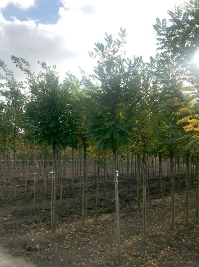 Robinie 'Bessoniana' / Scheinakazie 'Bessoniana'  / Robinia pseudoacacia 'Bessoniana'