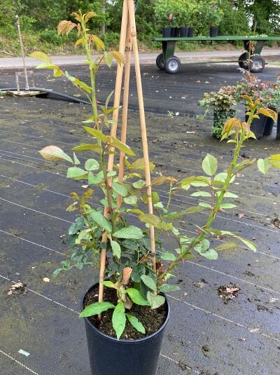 Kletterrose Rosa 'Golden Gate ®' im C5-Topf, mehrtriebige Pflanze mit grünen Blättern, am Bambusstab aufgebunden.