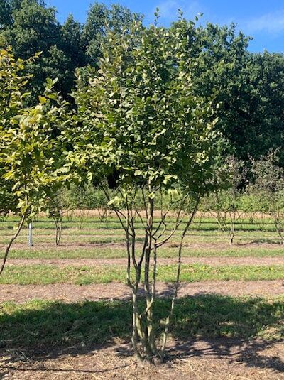 Carpinus betulus (Hainbuche/Weißbuche) mehrstämmig, 350–400 cm, mit Durchmesserangabe, Baum im Feld mit Laubkrone