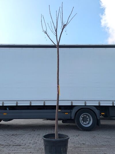 Melia azedarach (Zedrachbaum) Hochstamm 12-14 StU im Container, schlanker Stamm mit kraniger, laubloser Krone.