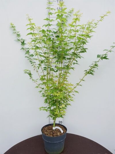 Acer palmatum 'Bi-hoo' / Fächer-Ahorn 'Bi-hoo', 80–100 cm im C10-Topf, mehrtriebige Pflanze mit grünem, fächerförmigem Laub.