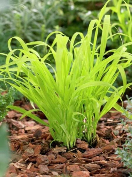 Gold-Flattergras 'Aureum' / Milium effusum 'Aureum'