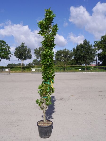 Liquidambar styraciflua 'Slender Silhouette' / Säulen-Amberbaum, schlanker Säulenwuchs im Topf, 175-200 cm, C20