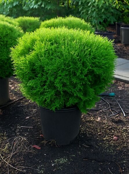 Thuja occidentalis 'Tiny Tim' / Abendländischer Zwerglebensbaum 'Tiny Tim' 50-60 cm C20, kugeliger Nadelstrauch im Topf
