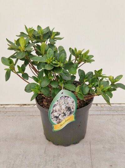 Japanische Azalee 'Maischnee' - Rhododendron obtusum 'Maischnee'