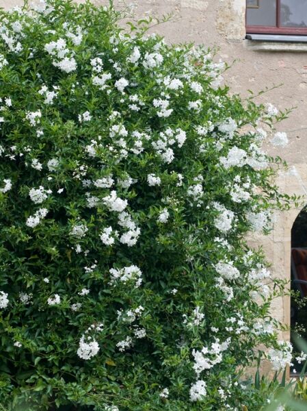 Solanum jasminoides ‘Album‘ (Jasminblütiger Nachtschatten) Kletterpflanze mit grünen Blättern und weißen Blüten am Spalier