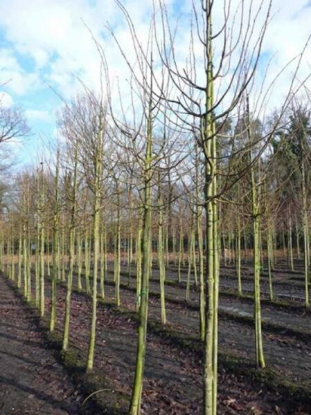 Tilia cordata 'Rancho' / Kleinkronige Winter-Linde