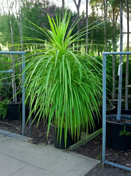 Keulenlilie (Cordyline australis) 150-175 cm, C50, mehrstämmig, im Topf mit langen, schmalen, grünen Blättern.