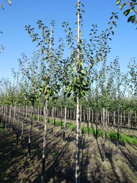 Prunus domestica 'Opal' / Pflaume 'Opal', Hochstamm 12-14 StU mit Drahtkorb, Baum im Feld mit grünem Laub.