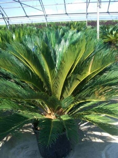 Cycas revoluta (Japanischer Sagopalmfarn) 100–125 cm, C30, im schwarzen Pflanztopf mit dichtem, fächerförmigem Wedelkranz.