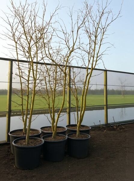 Gold-Gleditschie (Gleditsia triacanthos 'Sunburst') Solitär 300-350 cm, C160, mehrstämmiger Baum im Container ohne Laub.