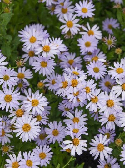 Garten-Schön-Aster 'Blue Star' / Kalimeris incisa 'Blue Star'