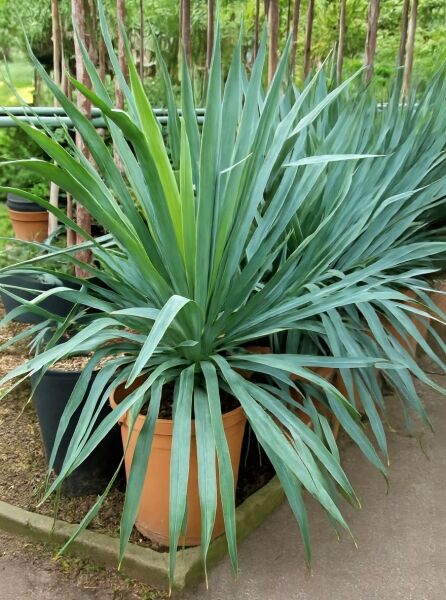 Yucca gloriosa (Kerzen-Palmlilie/Spanischer Dolch) 80–90 cm C30 im Topf, rosettenförmiger Wuchs mit langen, schwertförmigen Blättern