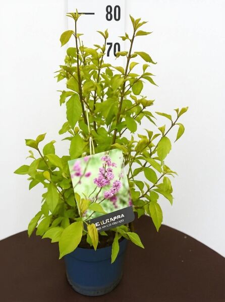 Callicarpa bodinieri 'Profusion' (Liebesperlenstrauch) im Topf, grüne belaubte Triebe, mit Pflanzenetikett, Höhe ca. 60–80 cm C7.5.