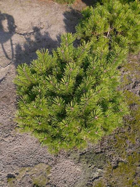 Pinus mugo 'Wintergold' / wintergelbe Zwerg-Bergkiefer, kompakter Nadelstrauch, 50–60 cm breit, mit Ballen