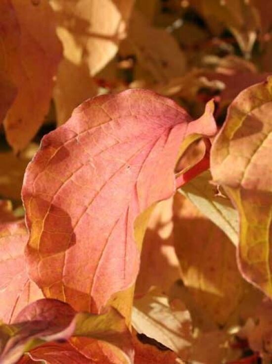 Roter Hartriegel 'Winter Beauty' / Cornus sanguinea 'Winter Beauty'