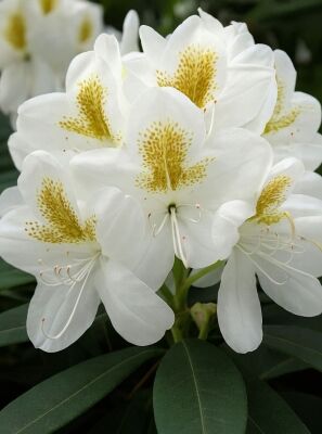 Rhododendron / Azaleen gnstig in Top-Baumschulqualitt kaufen