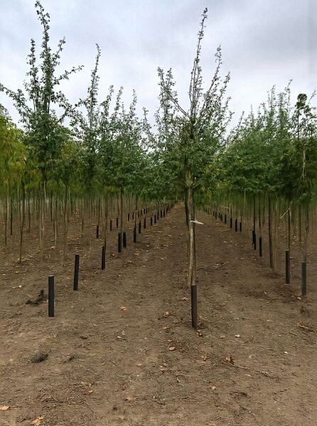 Eingriffeliger Weißdorn (Crataegus monogyna) Hochstamm 10-12 StU mit Drahtballen, Jungbaum mit Krone im Feldbestand.